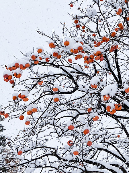 雪をかぶった柿