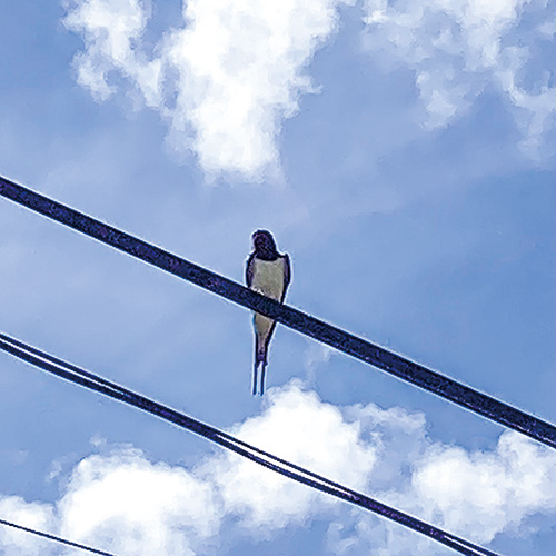 電線にとまるツバメ
