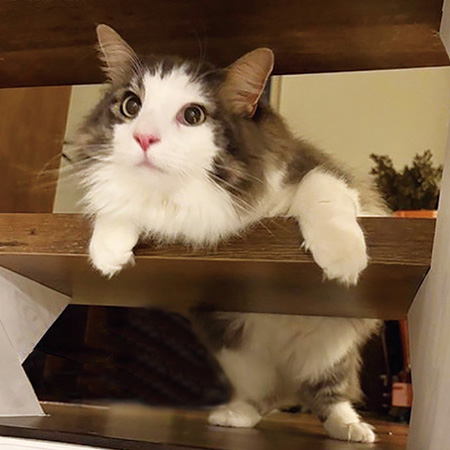 猫