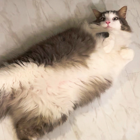 猫