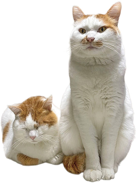 猫