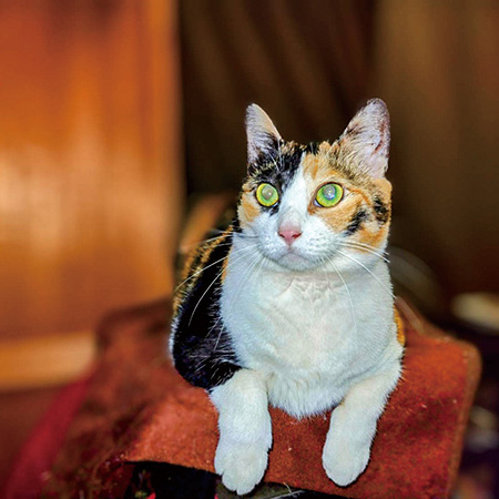 猫