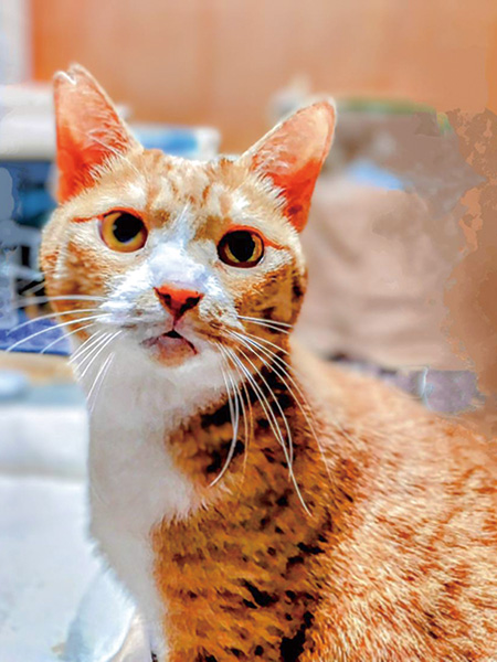 猫