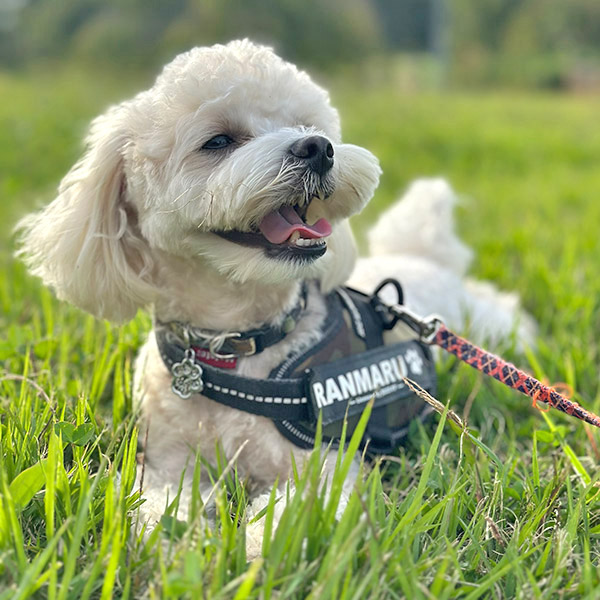 犬