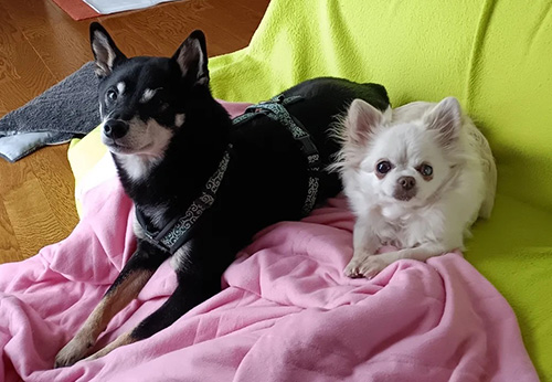 健（たける）ちゃん・はこねちゃん