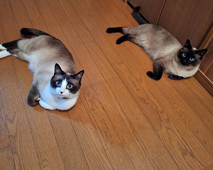 北上市　高橋さんの （左）ポンちゃん（♂/3歳） （右）モカちゃん（♀/2歳）