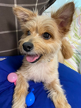 花巻市Oさんのポッキーちゃん（♀/5歳）