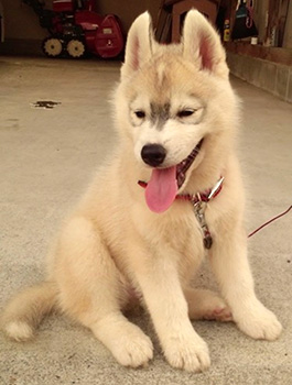 花巻市　熊谷さんの大介ちゃん（♂/4ヵ月）