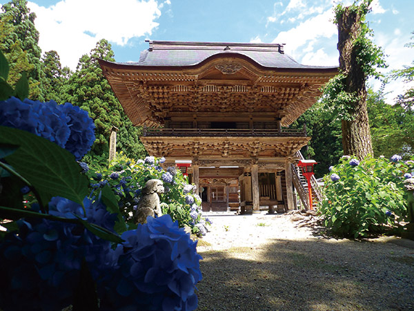 アジサイ咲く清水寺