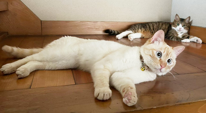 パックちゃん・はなちゃん