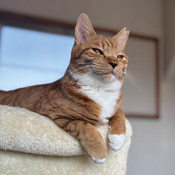 猫