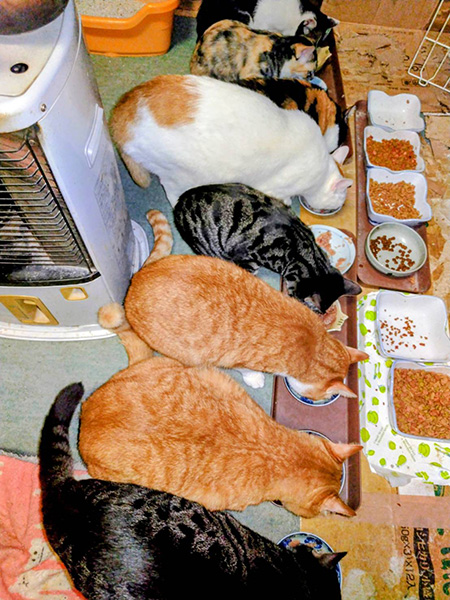 ご飯を食べる猫