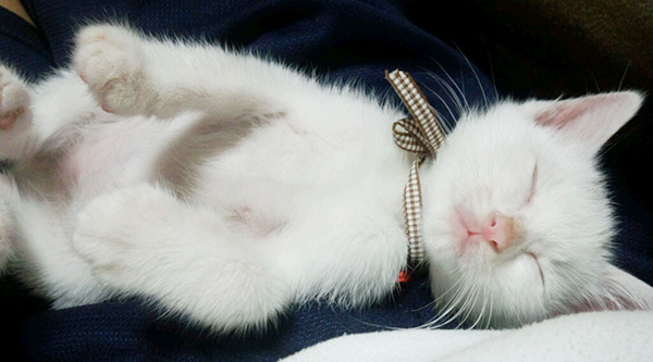 しーちゃん
