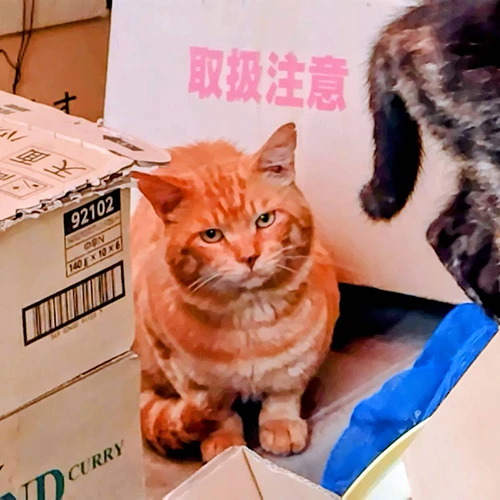 猫ちゃん