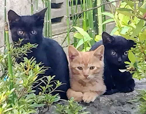 猫ちゃん