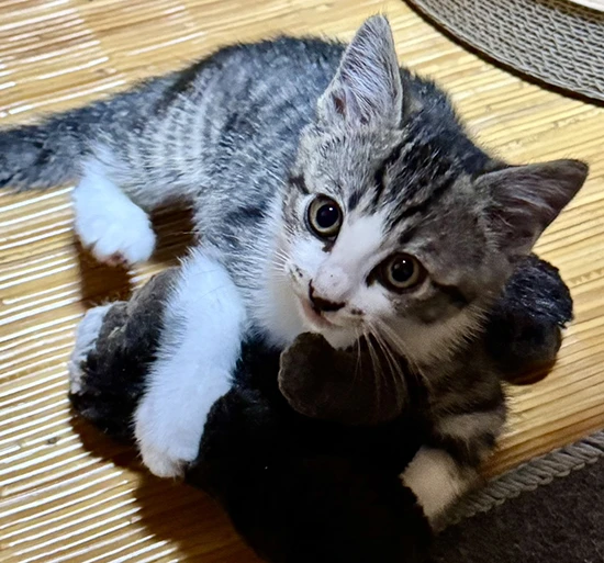 テンテンちゃん