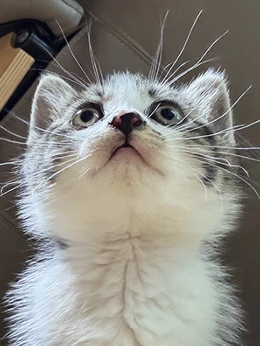 テンテンちゃん