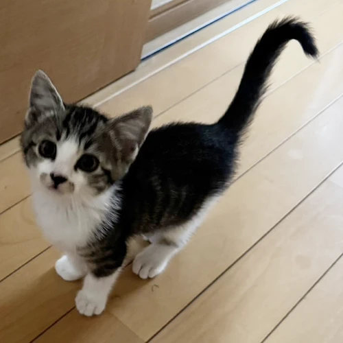 テンテンちゃん