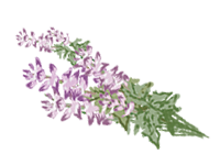 クラリセージ
