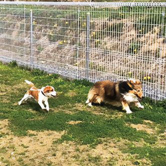 ドッグランで遊ぶワンちゃん