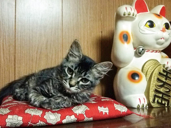 おうちのペットたち