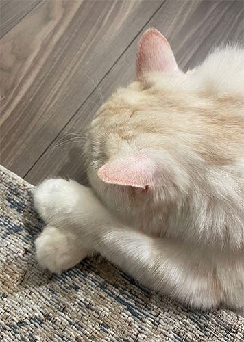 ラムネ