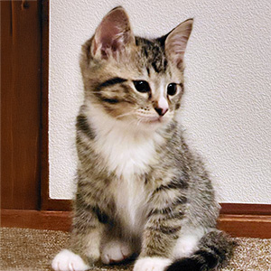 猫