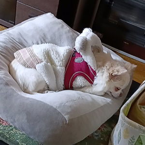 はこねちゃん