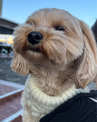 ラブちゃん