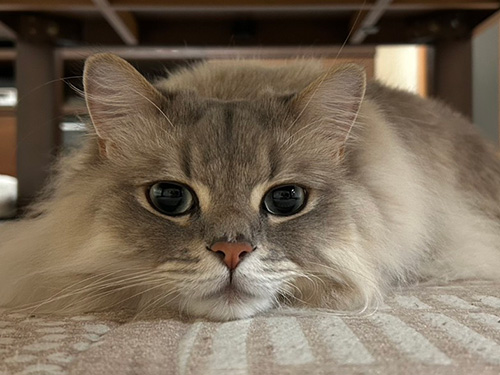 ハクちゃん