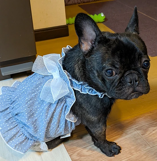 ぶぅちゃん