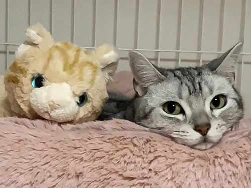 あじちゃん
